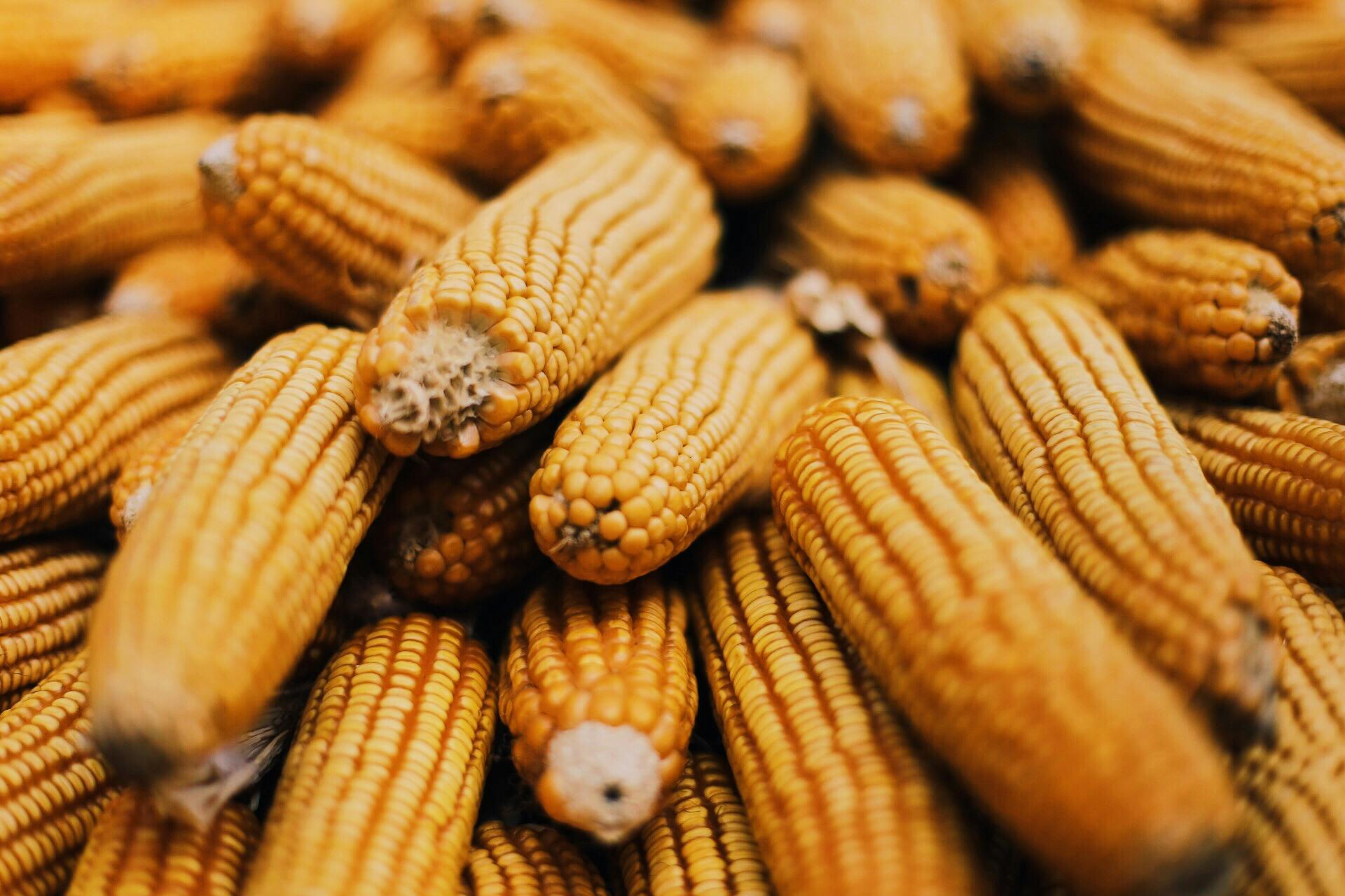 Free stock photo of corn, yellow