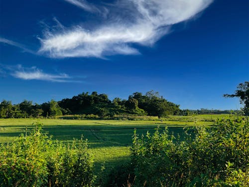 Gratis lagerfoto af blå himmel, græsmark, grøn