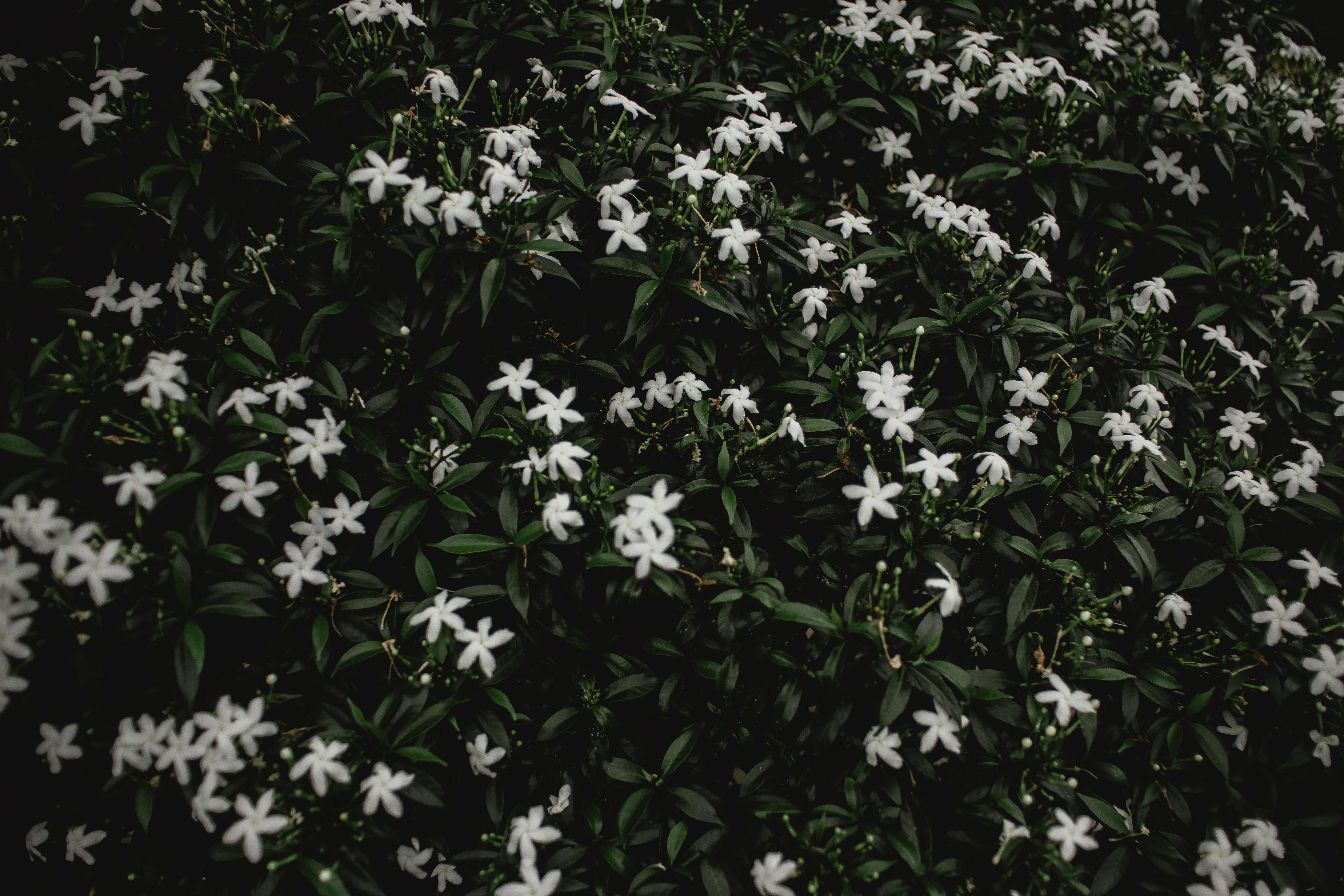 HD jasmine flower wallpapers  Peakpx