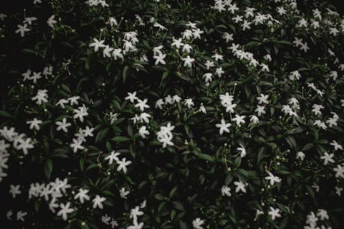 From above of blossoming white flowers of fragrant common jasmine growing in green foliage in meadow