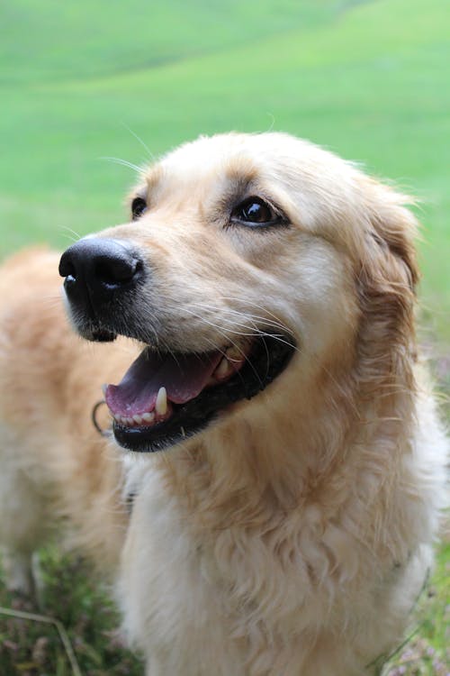 Photograph of a Golden Retriever Dog