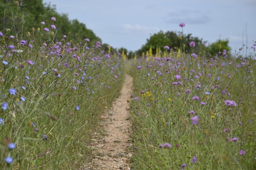A tranquil path through a blooming wildflower meadow in Acquaviva delle Fonti, Puglia.