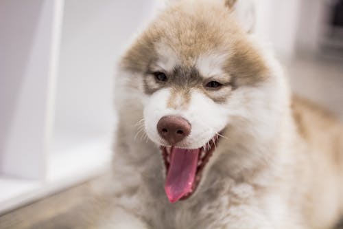 Cachorro Husky Marrom Branco Furando A Língua