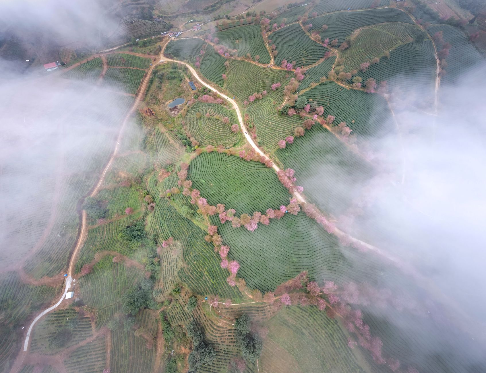 Rows of clipped tea bushes on a Limuru hillside under low cloud