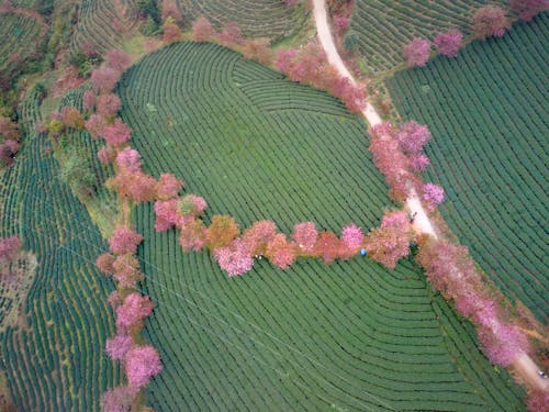 Aerial View of a Landscape