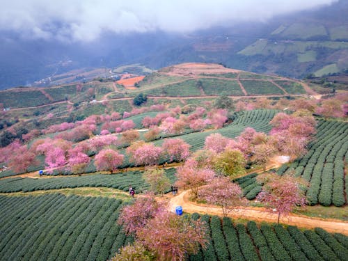 Foto d'estoc gratuïta de arbres de color rosa, atracció turística, camps de cultiu