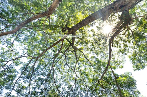 Low Angle Photography of Green Leaf Tree