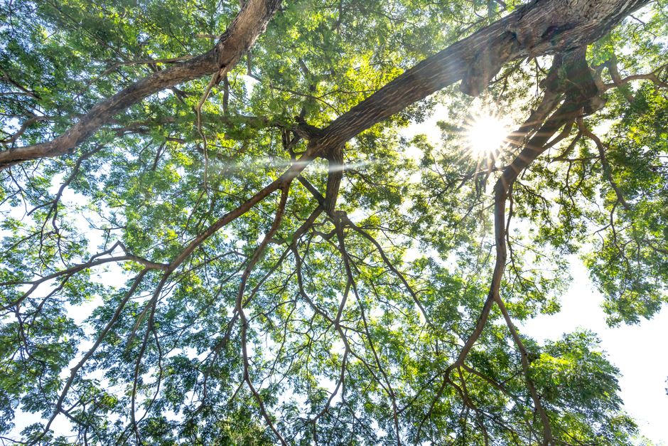 Fotomural Una vista impresionante de la luz del sol filtrándose a través de las hojas de un dosel de árboles, destacando la belleza de la naturaleza.