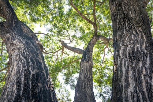 Gratis lagerfoto af bark, tæt på, træer
