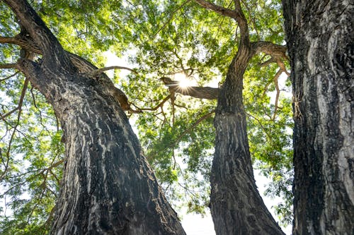 ağaç gövdeleri, ağaç kabuğu, ağaçlar içeren Ücretsiz stok fotoğraf