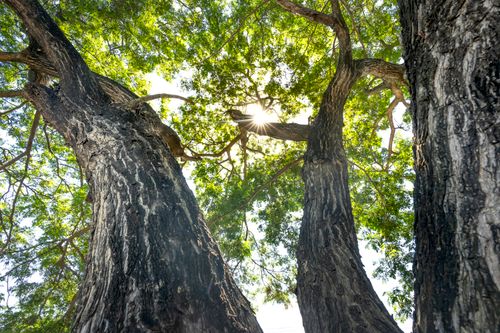 Free Upward view of intertwined tree trunks with sunrays breaking through lush green leaves. Stock Photo