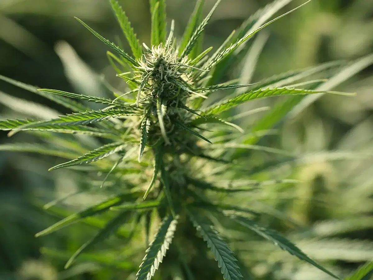 Blue Dream cannabis flower