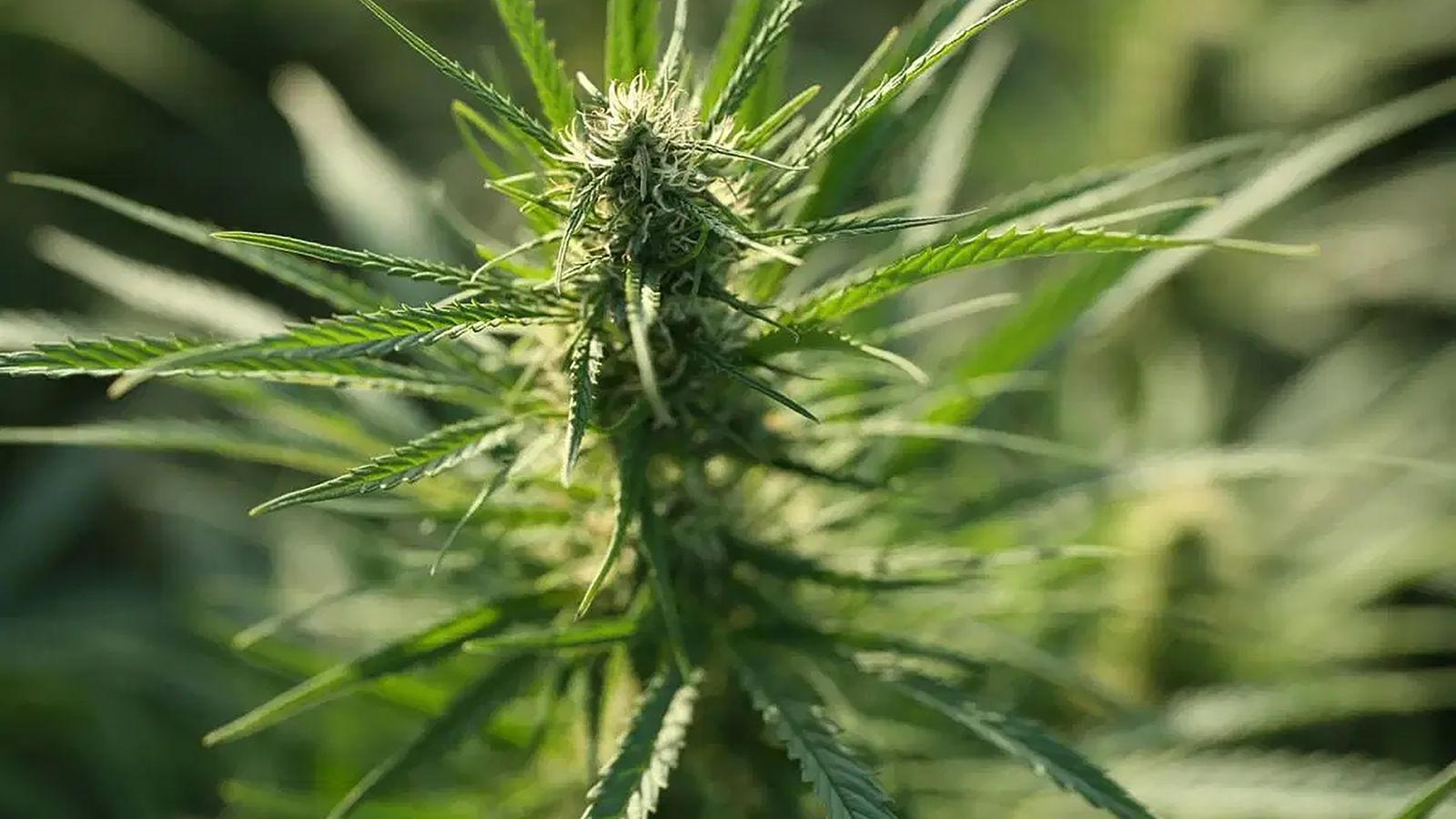A close-up of a cannabis plant highlighting its leaves and buds in natural outdoor light.