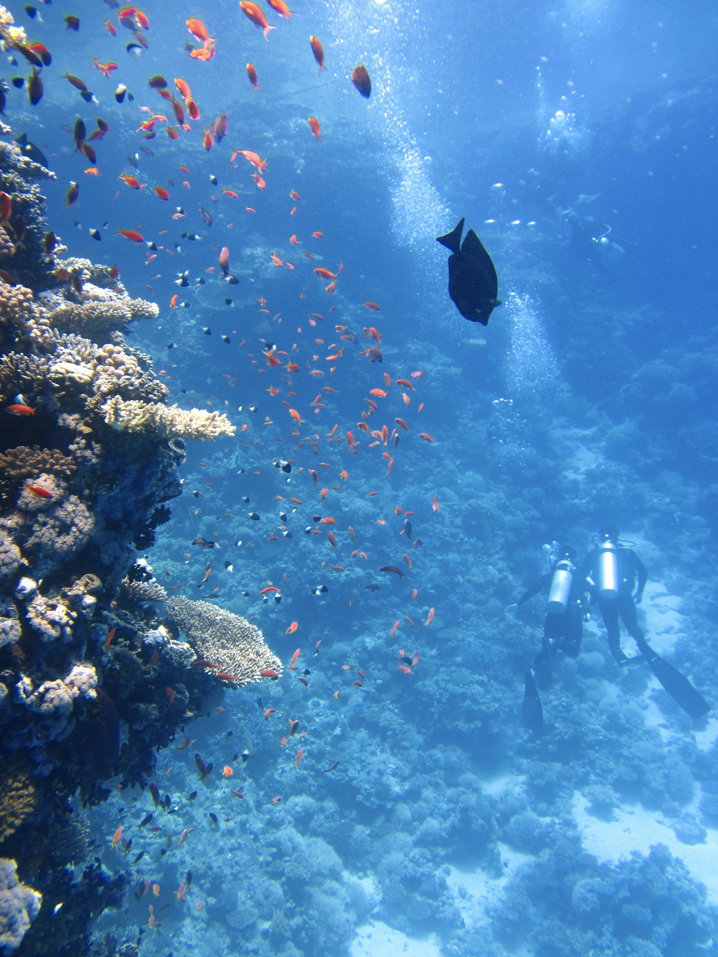 underwater coral reef hd