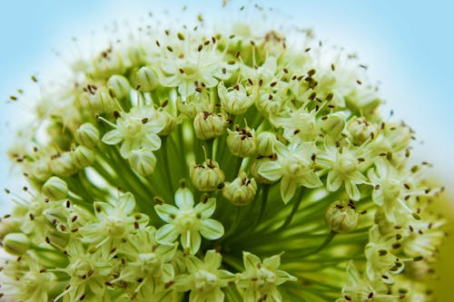 Makro Pąki Zielonych Kwiatów