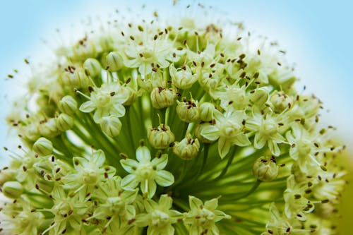 Free Macro Shot of Green Flower Buds Stock Photo