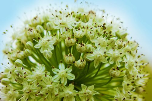Free Close-up of blooming white Allium flower displaying delicate petals and buds in vibrant detail. Stock Photo