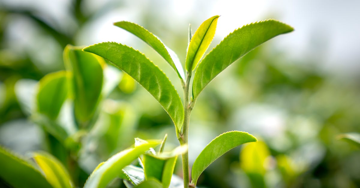 How long to steep green tea leaves