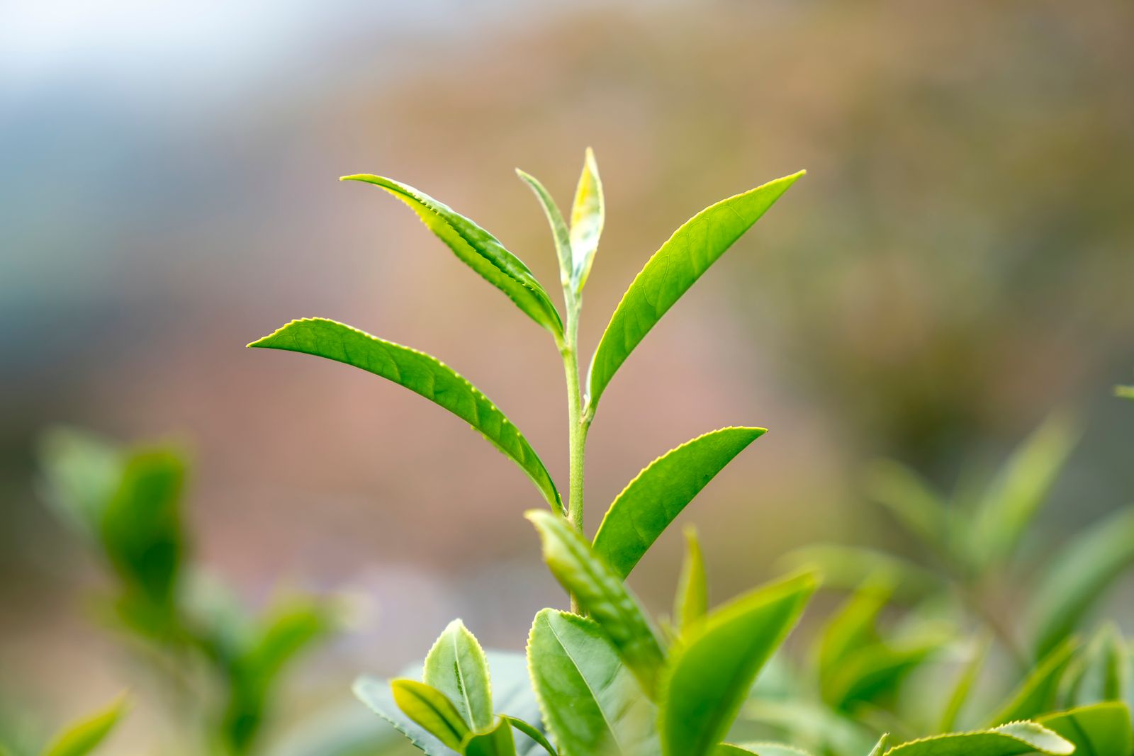 Close-up of a black tea plant with fresh leaves