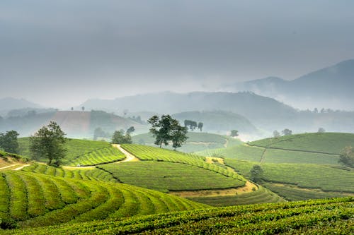 Free Fog over Green Fields Stock Photo