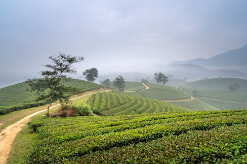 Green Trees on Grass Field