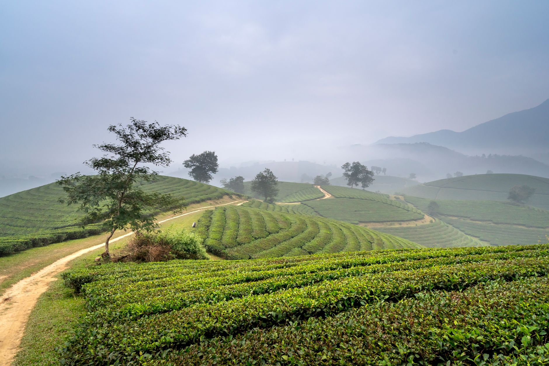 Misty landscape of lush green terraced fields in the Vietnamese countryside, perfect for travel inspirations.
