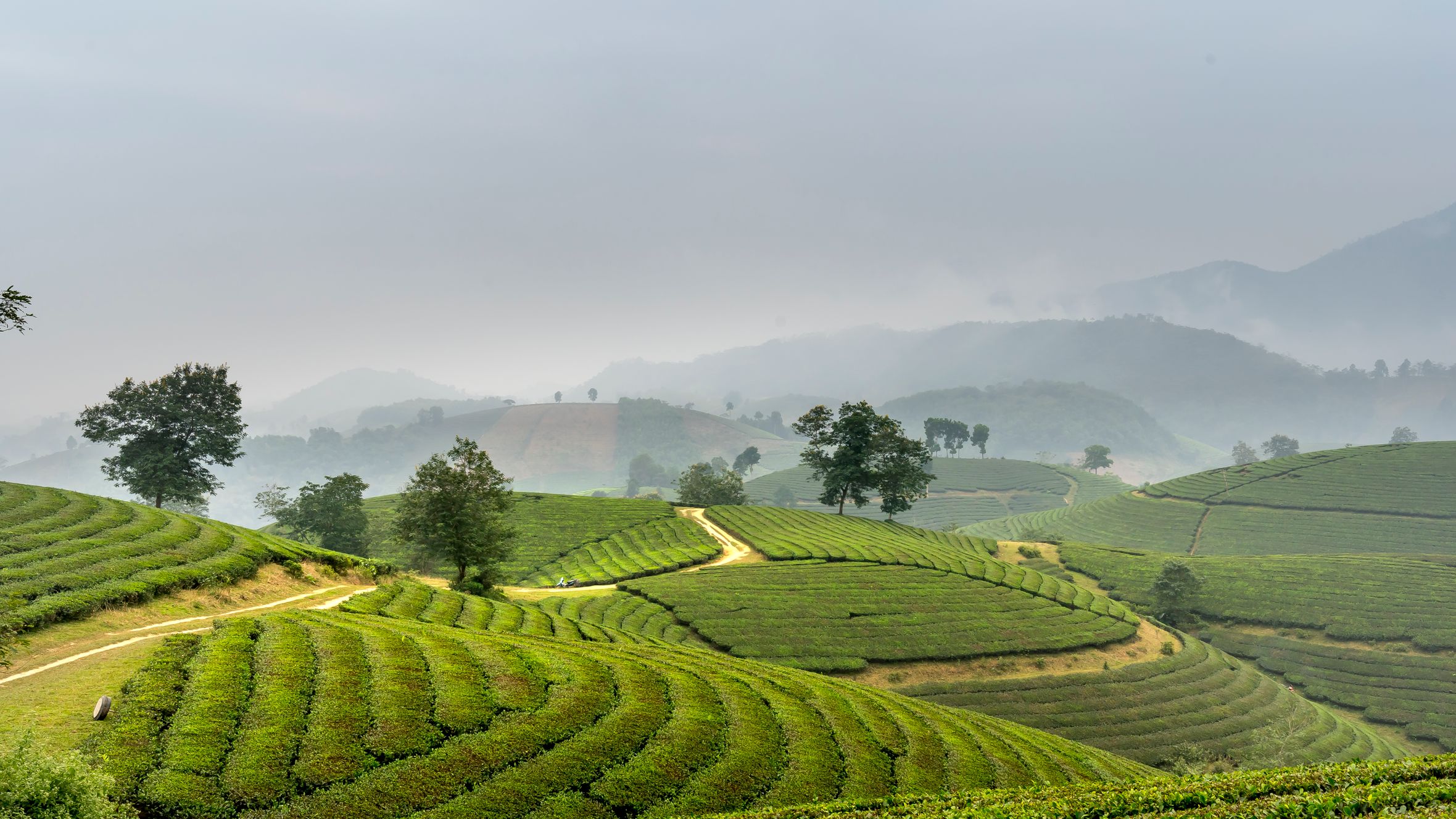 Scenic view of verdant terraced fields in misty Vietnamese countryside, showcasing tranquility.