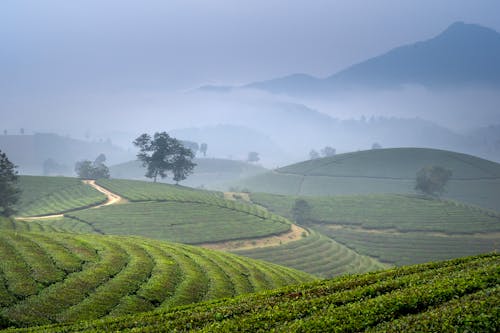 Fotobanka s bezplatnými fotkami na tému čaj, čajové plantáže, hmla