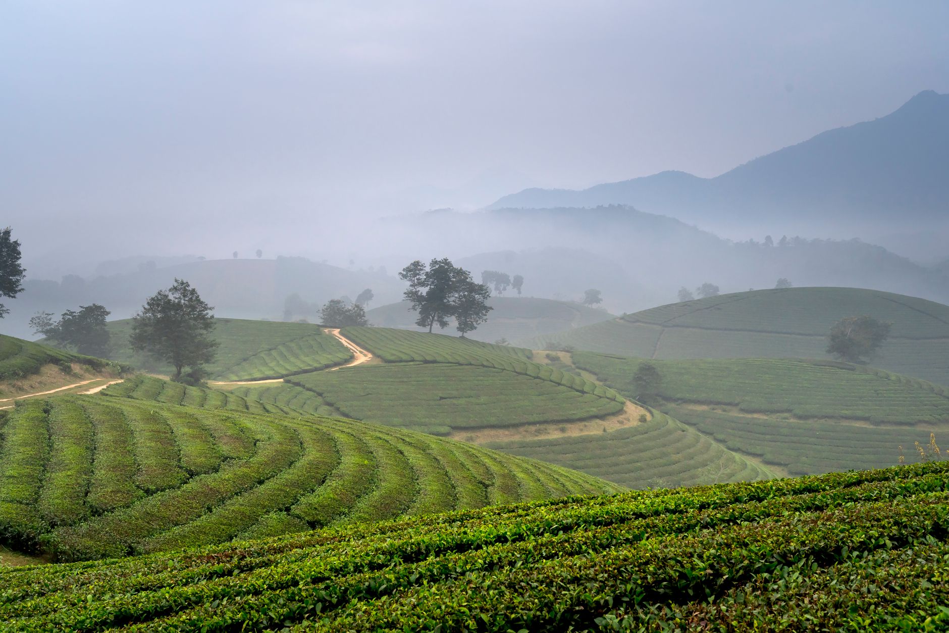 Serene fog-covered terraced landscapes in Sapa, Vietnam, showcasing lush green croplands.