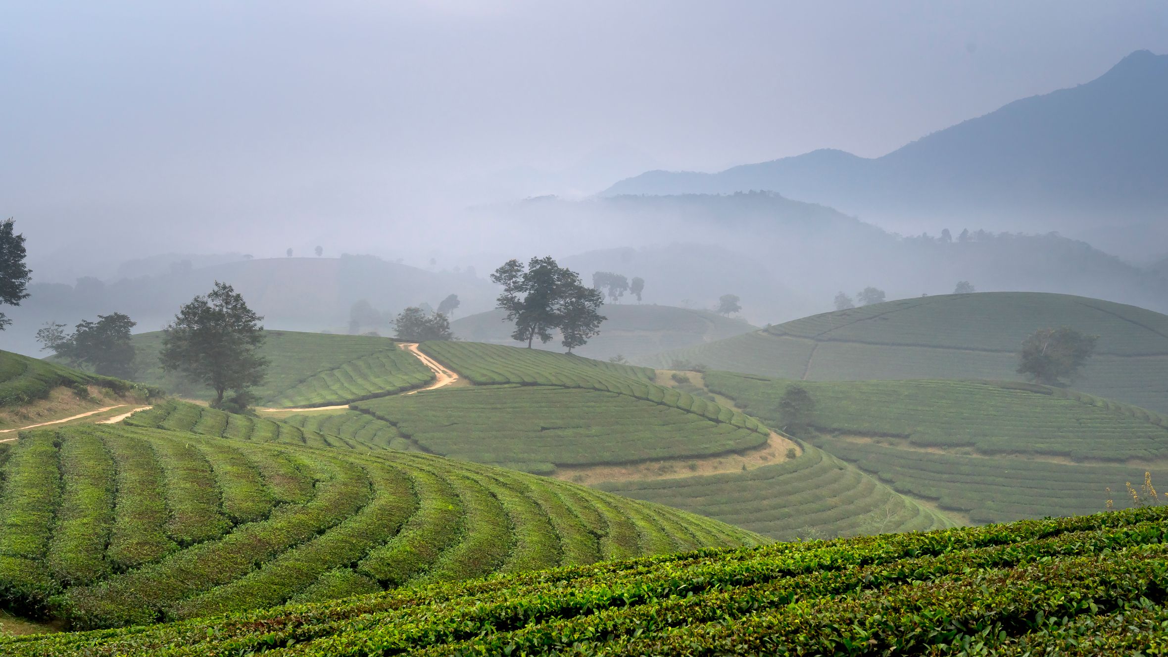 Serene fog-covered terraced landscapes in Sapa, Vietnam, showcasing lush green croplands.