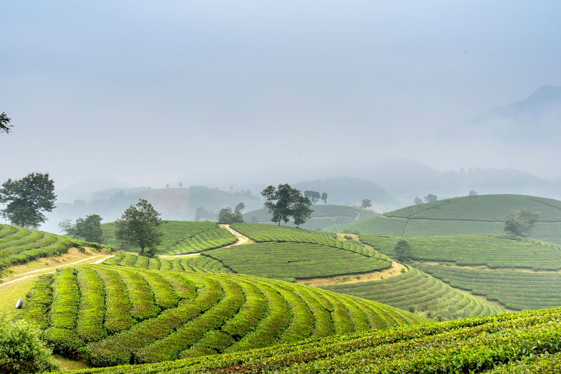 Pemandangan kebun teh berkabut yang asri di kawasan wisata Ciwidey Pemandangan kebun teh berkabut yang asri di kawasan wisata Ciwidey