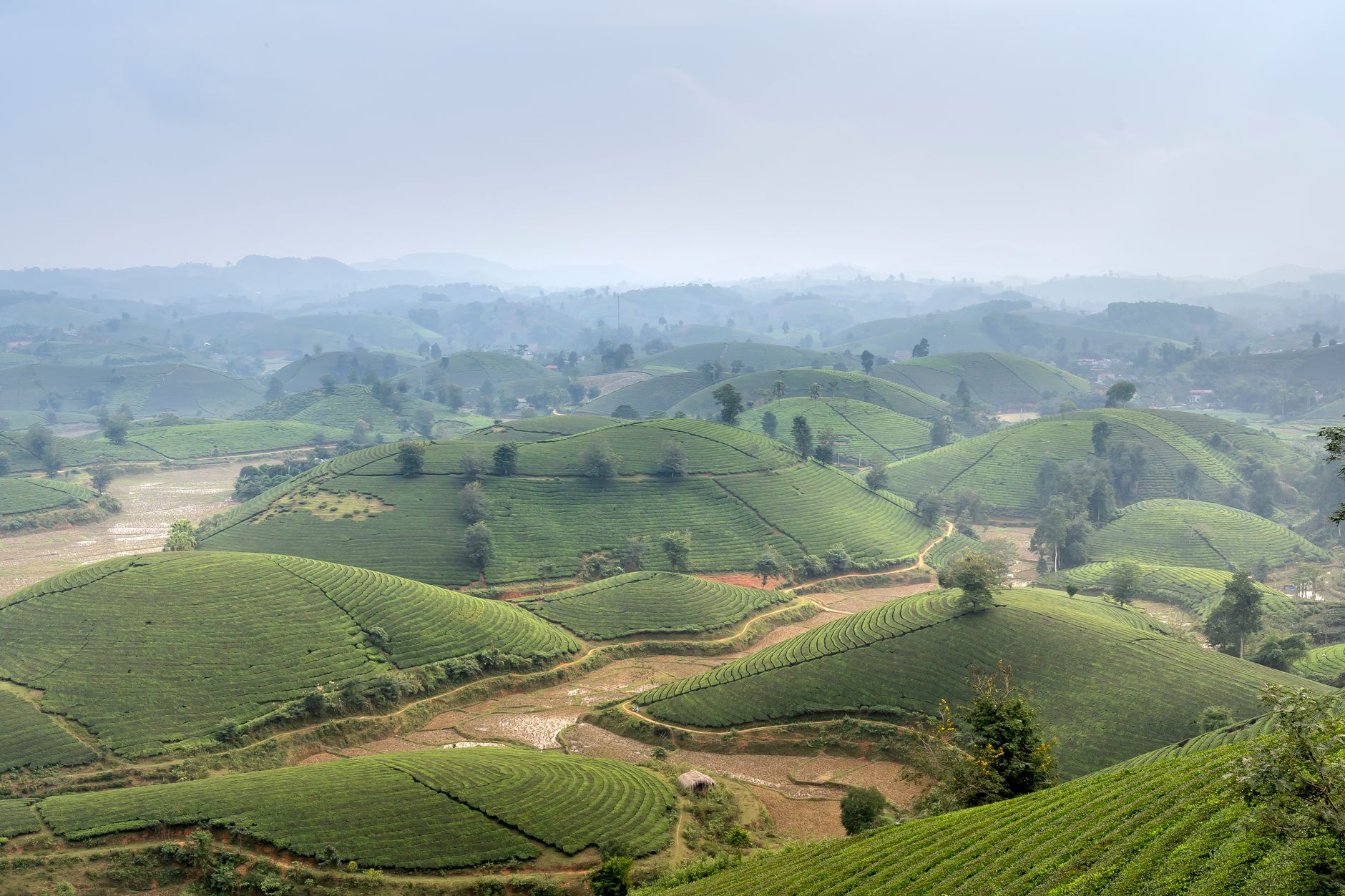 Aerial view of lush green tea plantations in the misty hills of Sapa, Vietnam.