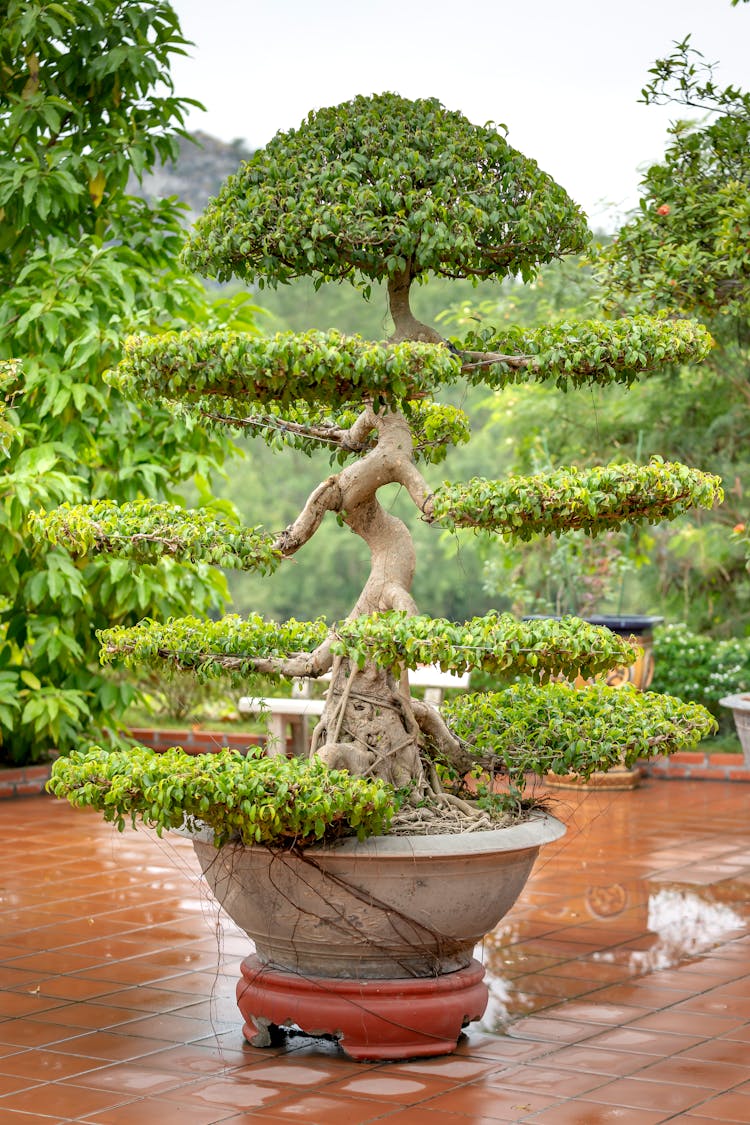 A Bonsai Tree In A Pot