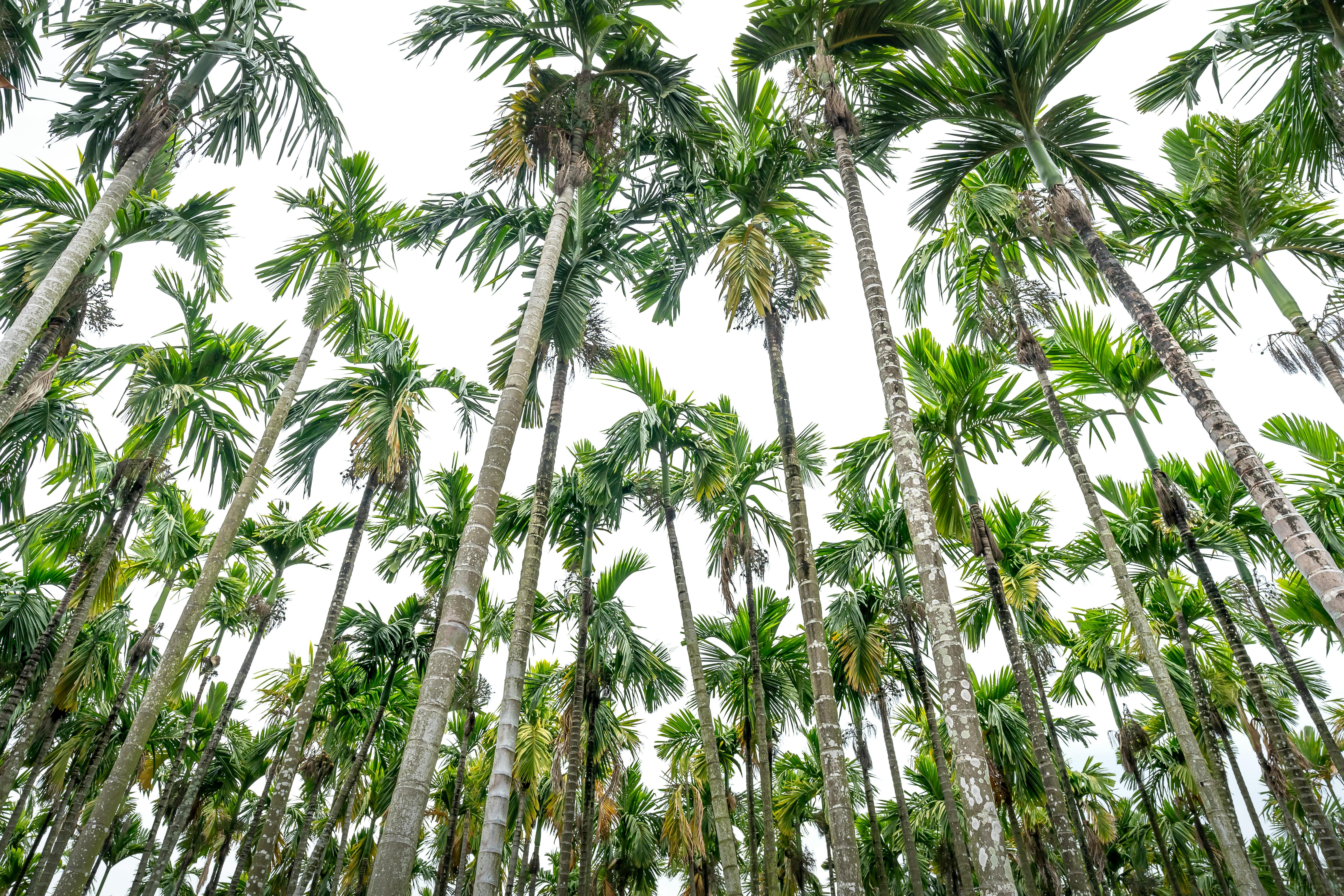 Low-angle view of lush tropical palm trees reaching towards the sky, evoking a serene and tropical atmosphere.