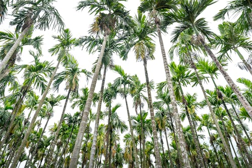 Ingyenes stockfotó alacsony szögű felvétel, növényvilág, pálmafák témában