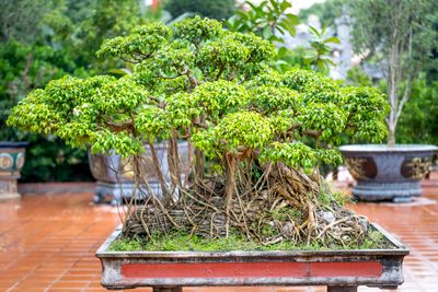 Ficus Nitida — Two-Tier