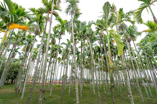 Gratis lagerfoto af areca palm, blade, flora