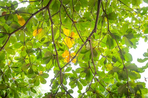 Photograph of Green Tree Leaves