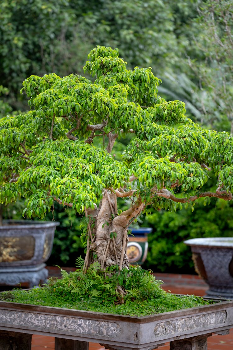 A Bonsai Tree In A Pot