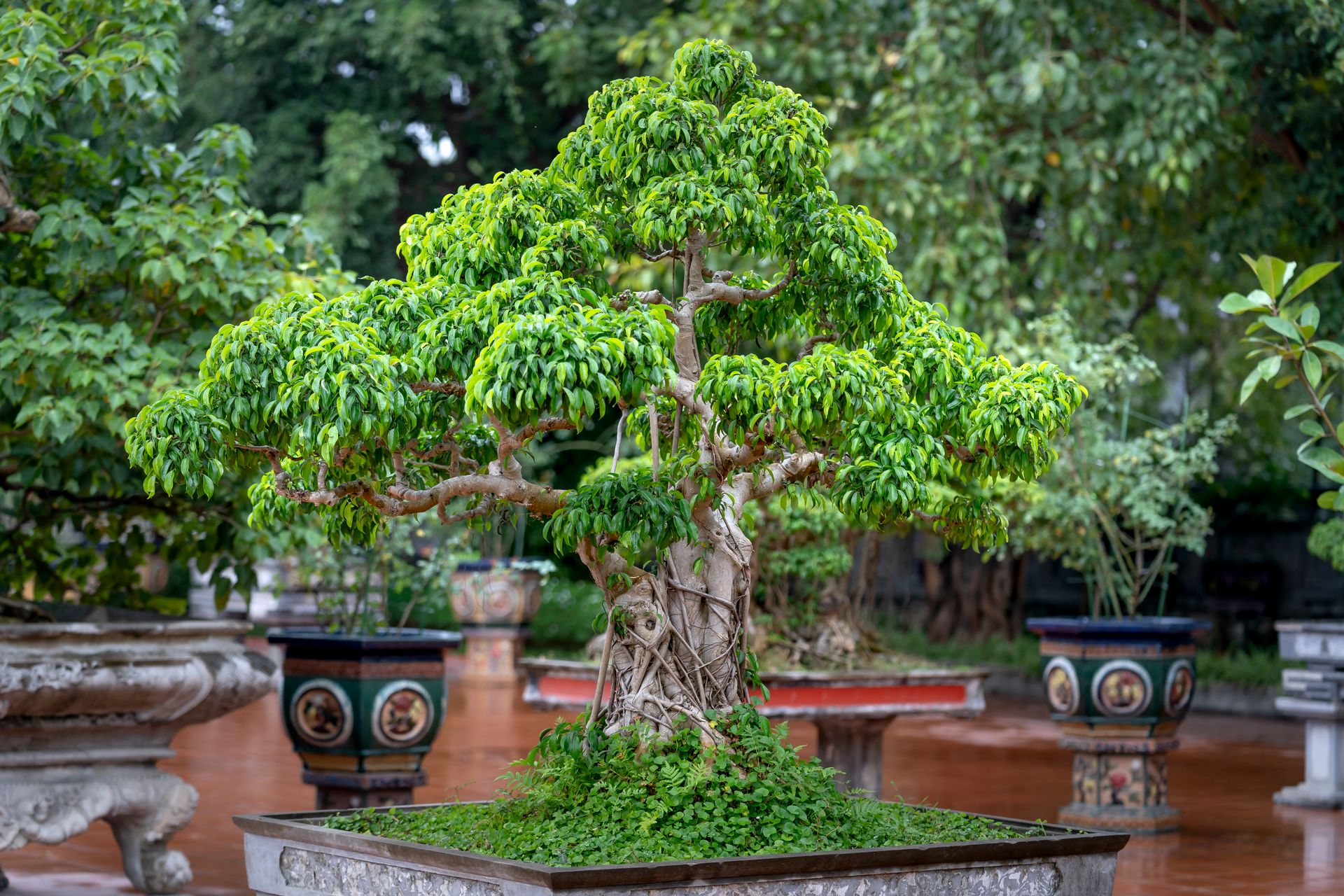 Photo of a Bonsai Tree with Green Leaves