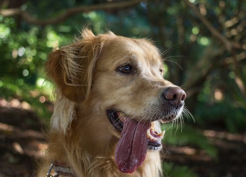 Bezpłatne Darmowe zdjęcie z galerii z język, pies, zwierzę Zdjęcie z galerii