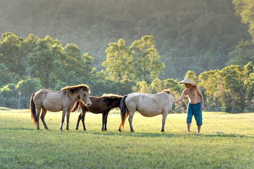 Ingyenes stockfotó állatállomány, állatok, farm témában