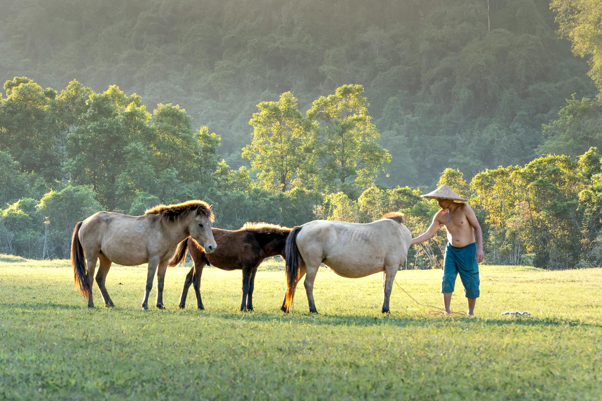 A man takes care of horses in a serene rural pasture during a tranquil day.