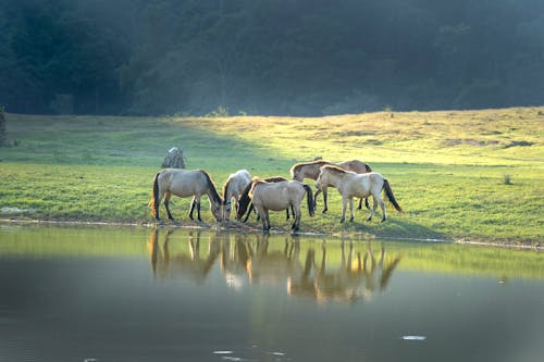 Imagine de stoc gratuită din animale, cai, la țară