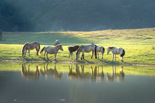 Foto d'estoc gratuïta de animals, cavalls, natura