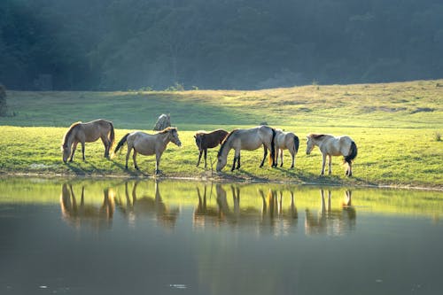 Horses on Meadow