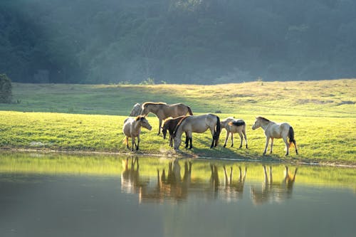 бесплатная Бесплатное стоковое фото с вода, животные, лошади Стоковое фото