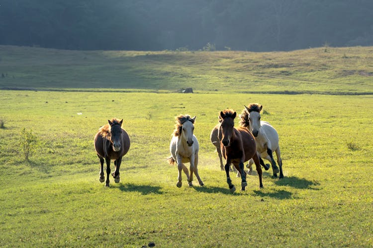 Herd Of Horses Running On Field