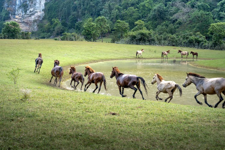 Horses Running Near Water On Field