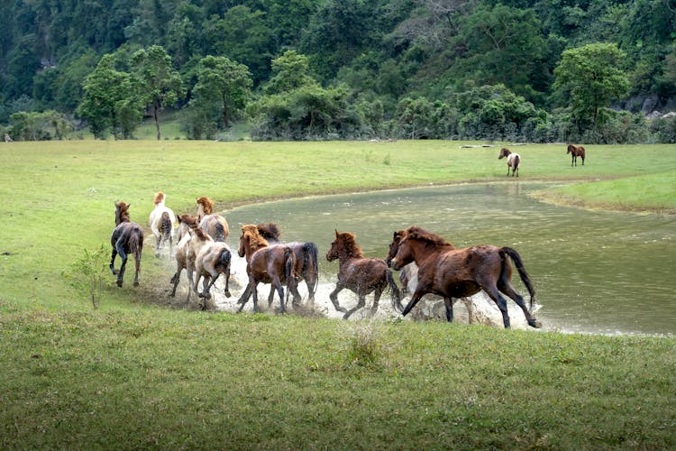 Horses Running In Field Near Water